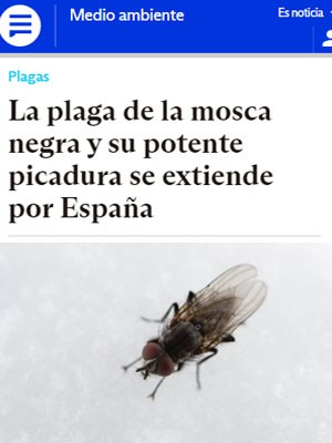 La plaga de la mosca negra y su potente picadura se extiende por España